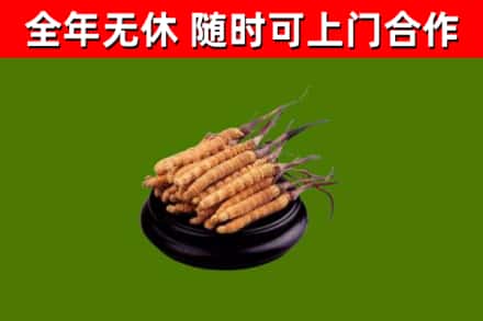 井陉矿区回收散虫草