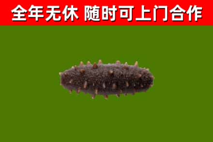 井陉矿区回收海参干